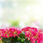 Fresh pink hortensia flowers over green garden background