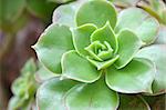 Hen and Chicks Succulent Plant close up
