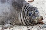 Southern Elephant Seal pup (Mirounga leonina) on a sandy beach on Sealion Island in the Falkland Islands.