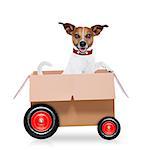 mail  delivery  jack russell dog in a big moving box on wheels ,isolated on white background