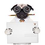 mail delivery pug dog , holding pencil and post envelope, isolated  on white background