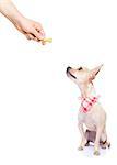 chihuahua dog getting a cookie as a treat for good behavior by his owner ,isolated on white background