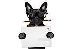 mail delivery french bulldog dog , holding pencil and post envelope, isolated  on white background