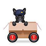 mail  delivery  french bulldog dog in a big moving box on wheels  , isolated on white background
