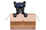 mail  delivery  french bulldog dog inside a big moving box   , isolated on white background