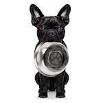 hungry  french bulldog  dog holding bowl with mouth ,isolated on white background