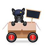 mail  delivery  french bulldog dog in a big moving box on wheels  with blank placard or blackboard, isolated on white background