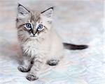 A Neva-Masquerade kitten sitting on the bed