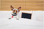 sick and ill jack russell  dog resting  having  a siesta on  bed,   tired and sleepy, banner or placard blackboard empty and blank