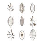 Different Shape Leaf Hand Drawn Monochrome Set In Cool Doodle Style Color On White Background