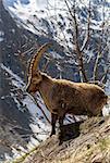 Alpine horned mammal named steinbock or capra ibex in mountain