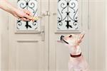 chihuahua  getting a cookie bone treat for good behavior, dog waiting to go for a walk with owner