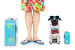 pug dog and owner ready to go on summer holidays vacation with luggage and bags , isolated on white background