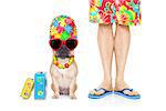 french bulldog dog and owner ready to go on summer holidays vacation with luggage and bags , isolated on white background