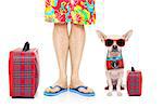 chihuahua dog and owner ready to go on summer holidays vacation with luggage and bags , isolated on white background
