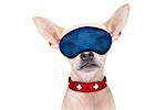 chihuahua dog  resting ,sleeping or having a siesta  with  eye mask, isolated on white background