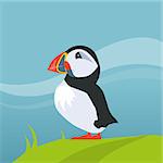 Puffin Bird In Iceland Flat Bright Color Simplified Vector Illustration In Realistic Cartoon Style Design