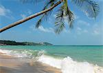 Scenic view of palm tree over sandy beach