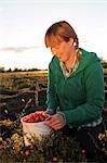 Woman picking cloudberries