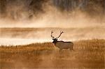 Silhouette of deer bull