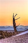 Silhouette of dead tree at dusk