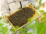 Bee-keeper with honeycomb, Sodermalm, Stockholm, Sweden