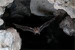 Bat flying in cave, Belize