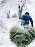 A man dragging a Christmas tree, Sweden.