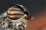 A horsefly, close-up, Sweden.