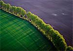 Trees separating fields, Skane, Sweden.