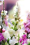 Pink and white flowers against the light, Sweden.