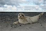 Harbor seal pup on a beach, Germany.