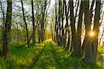 Path through Forest at Sunrise, Hesse, Germany