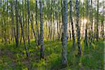 Birch Forest at Sunrise, Hesse, Germany