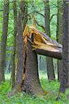 Broken Trunk of Spruce Tree, Hesse, Germany
