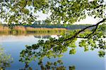 Lake in Early Morning Light, Hesse, Germany