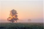 Tree in Morning Mist at Sunrise, Hesse, Germany