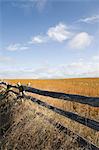 Soybean field with traditional fence