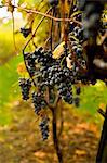 Close up of grapes growing in vineyard