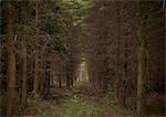 Path in dark forest