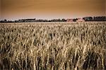 Field of tall grass in rural landscape