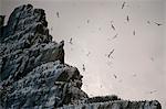 Sea birds roosting on cliffs