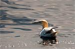 Gannet bird floating in water