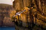 Seagull flying by cliffs