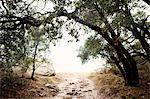 Dirt road leading out of forest