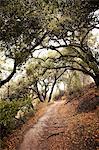 Dirt path in forest