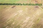 Aerial view of row of trees in field, Welzow, Brandenburg, Germany