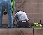 Woman with senior father gardening