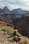 Barrel cactus, New Hance, Grandview Hike, Grand Canyon, Arizona, USA