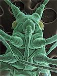 High vacuum SEM image of a plant lice